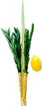 Lulav and Etrog